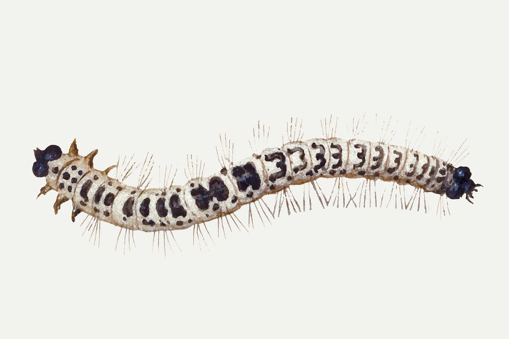 Vintage caterpillar vector illustration, remixed from artworks by Jan van Kessel