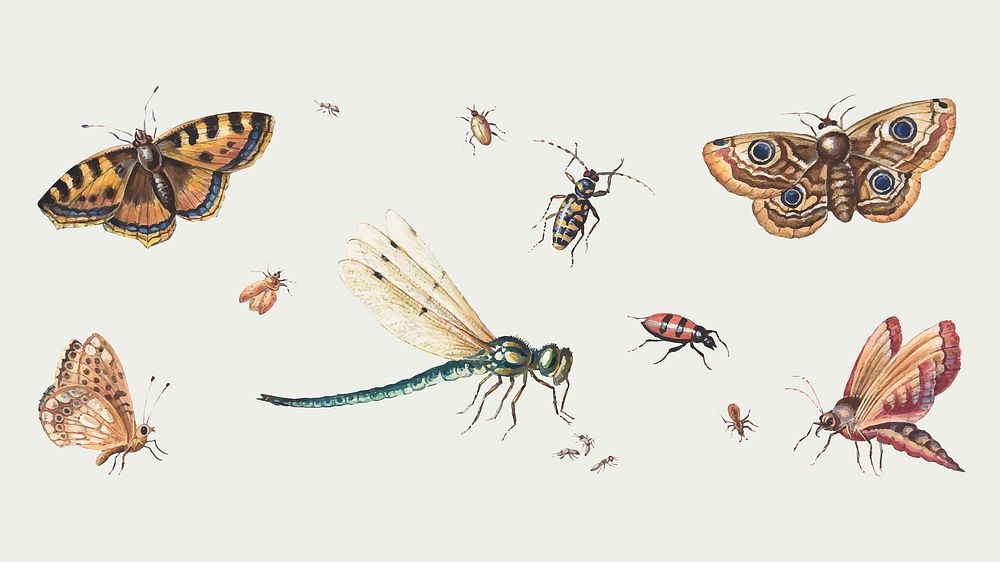 Butterflies, insect, dragonfly vector set, remixed from artworks by Jan van Kessel