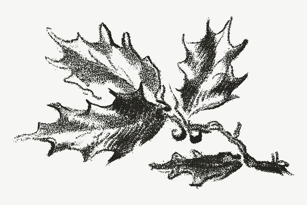 Vintage tree parts botanical illustration vector, remix from artworks by Gilles Demarteau