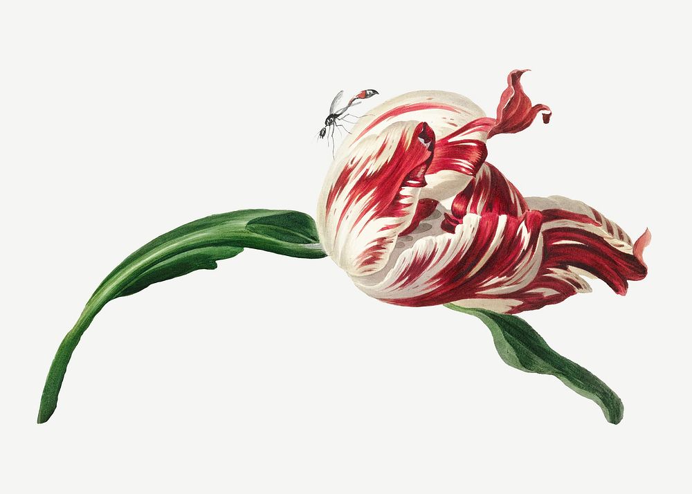 Vintage tulipflower illustration psd