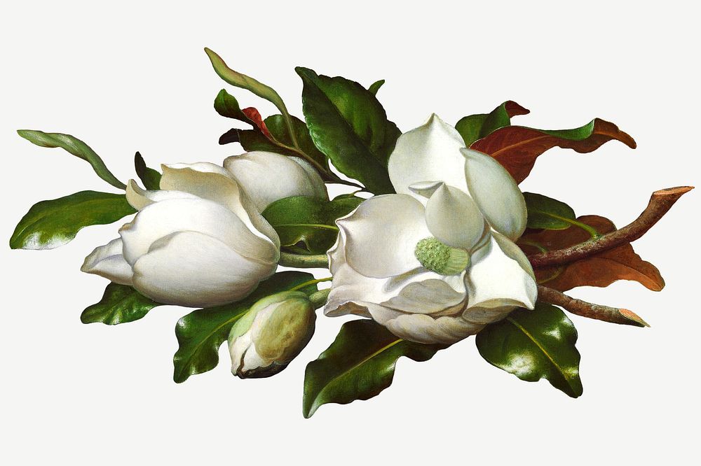 Vintage white Magnolia flowers psd illustration, remix from artworks by Martin Johnson Heade