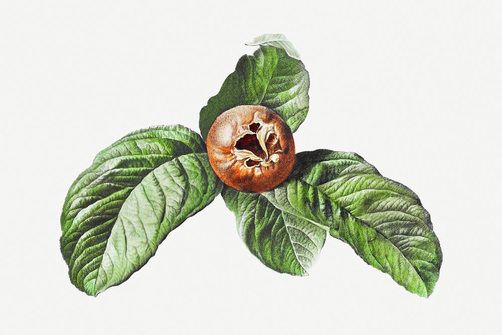 Vintage medlar fruit with leaves design element
