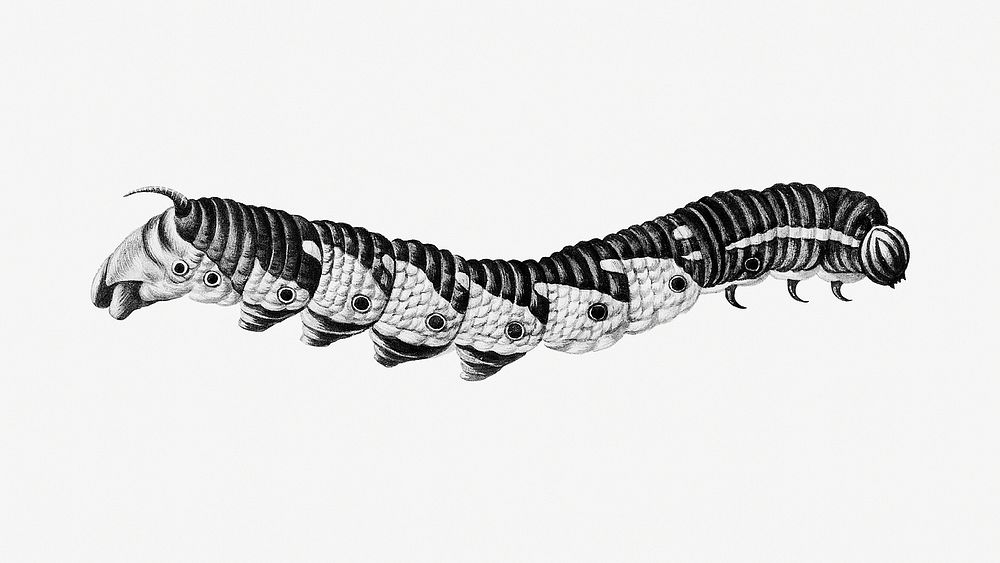 Vintage black and white caterpillar design element