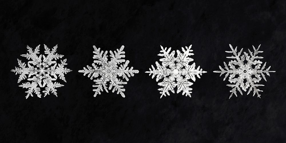 Christmas snowflake psd macro photography set, remix of art by Wilson Bentley