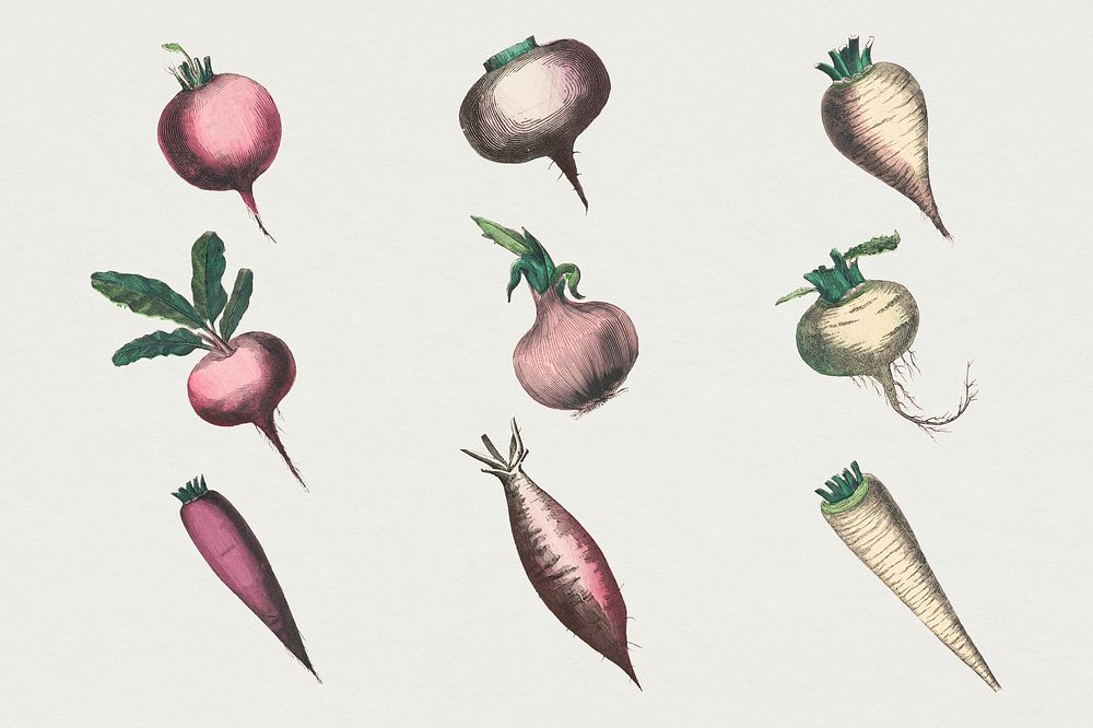 Root vegetable psd set, remix from artworks by by Marcius Willson and N.A. Calkins