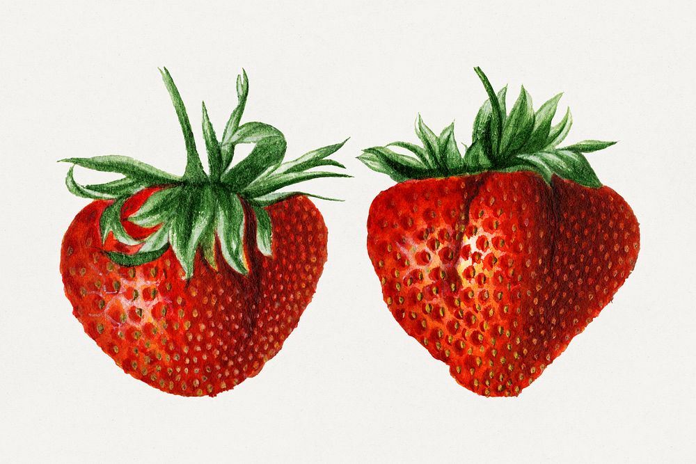Vintage strawberries illustration mockup. Digitally enhanced illustration from U.S. Department of Agriculture Pomological…