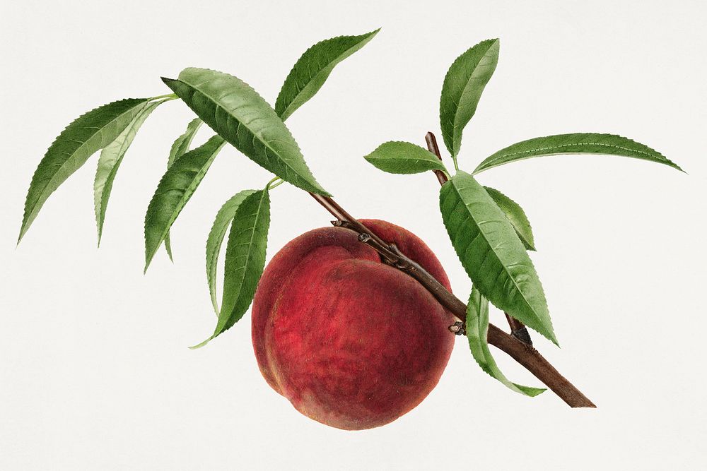 Vintage peach illustration mockup. Digitally enhanced illustration from U.S. Department of Agriculture Pomological…
