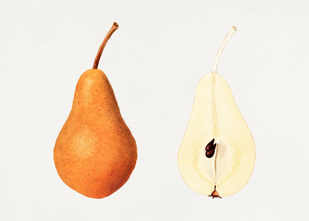 Vintage Pears illustration mockup. Digitally enhanced illustration from U.S. Department of Agriculture Pomological…