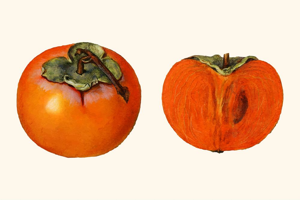 Vintage persimmon illustration. Digitally enhanced illustration from U.S. Department of Agriculture Pomological Watercolor…