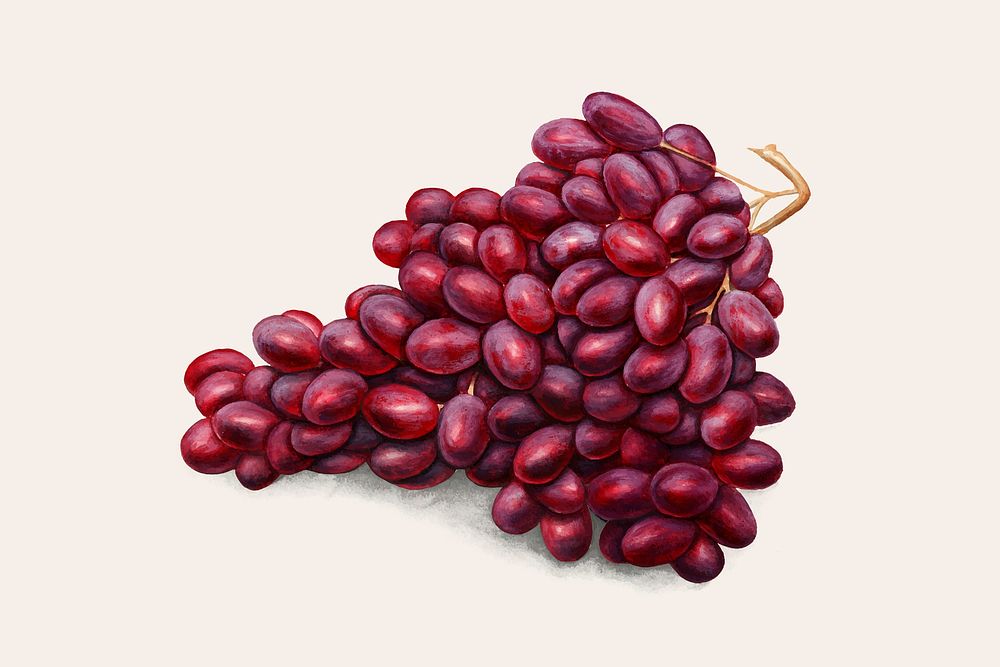 Red grapes vintage illustration vector. Digitally enhanced illustration from U.S. Department of Agriculture Pomological…