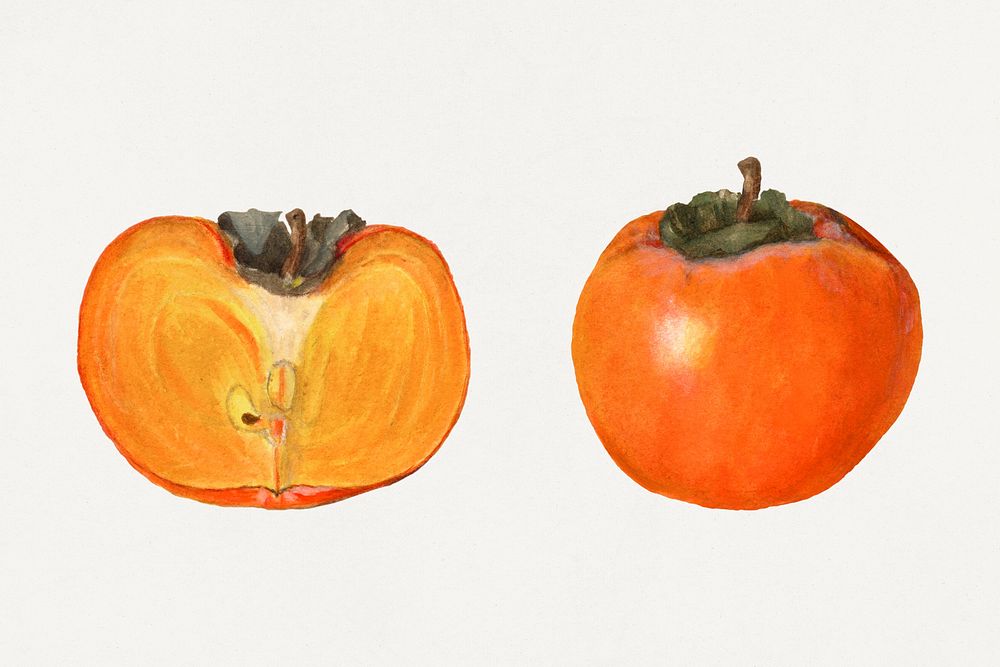 Vintage persimmons illustration mockup. Digitally enhanced illustration from U.S. Department of Agriculture Pomological…