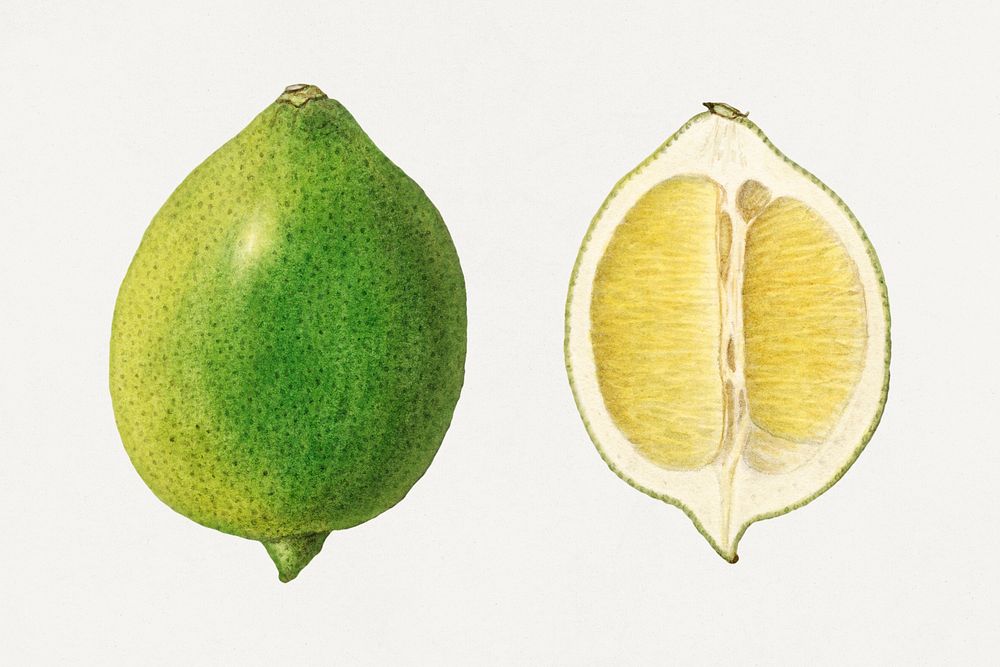Vintage limes illustration mockup. Digitally enhanced illustration from U.S. Department of Agriculture Pomological…