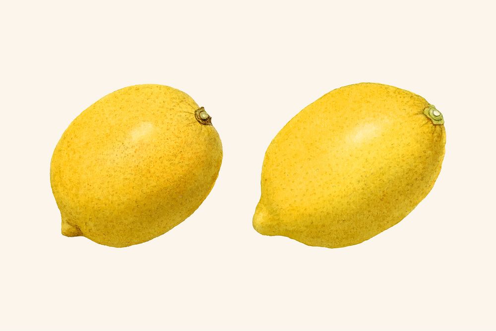 Vintage lemon illustration vector. Digitally enhanced illustration from U.S. Department of Agriculture Pomological…