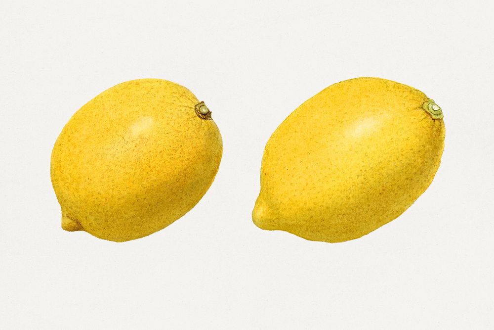 Vintage lemons illustration mockup. Digitally enhanced illustration from U.S. Department of Agriculture Pomological…