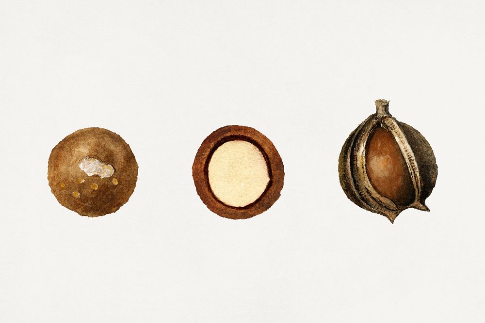 Vintage macadamias illustration mockup. Digitally enhanced illustration from U.S. Department of Agriculture Pomological…
