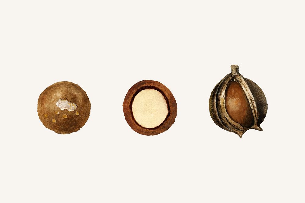 Vintage macadamias illustration vector. Digitally enhanced illustration from U.S. Department of Agriculture Pomological…
