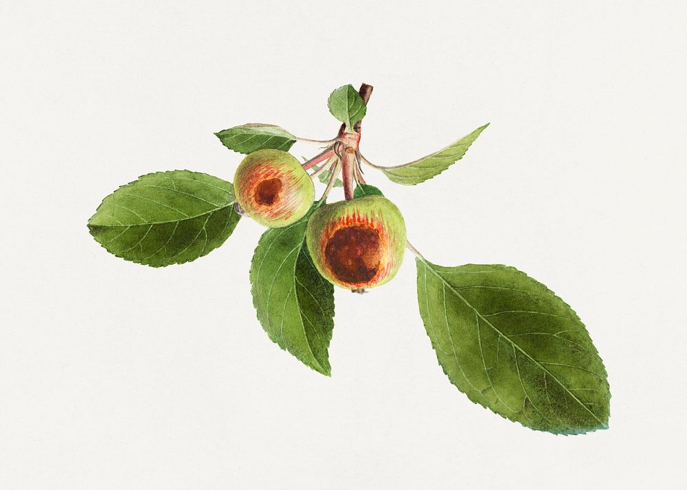 Vintage apple branch illustration. Digitally enhanced illustration from U.S. Department of Agriculture Pomological…