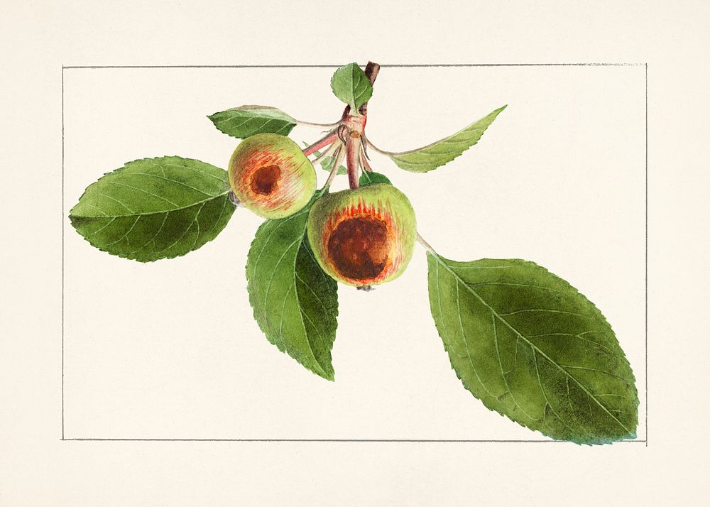 Vintage apple branch illustration mockup. Digitally enhanced illustration from U.S. Department of Agriculture Pomological…