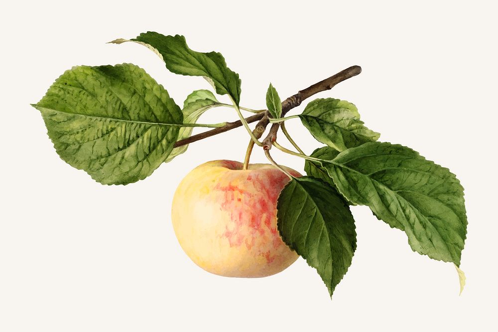 Vintage apple twig illustration illustration vector. Digitally enhanced illustration from U.S. Department of Agriculture…