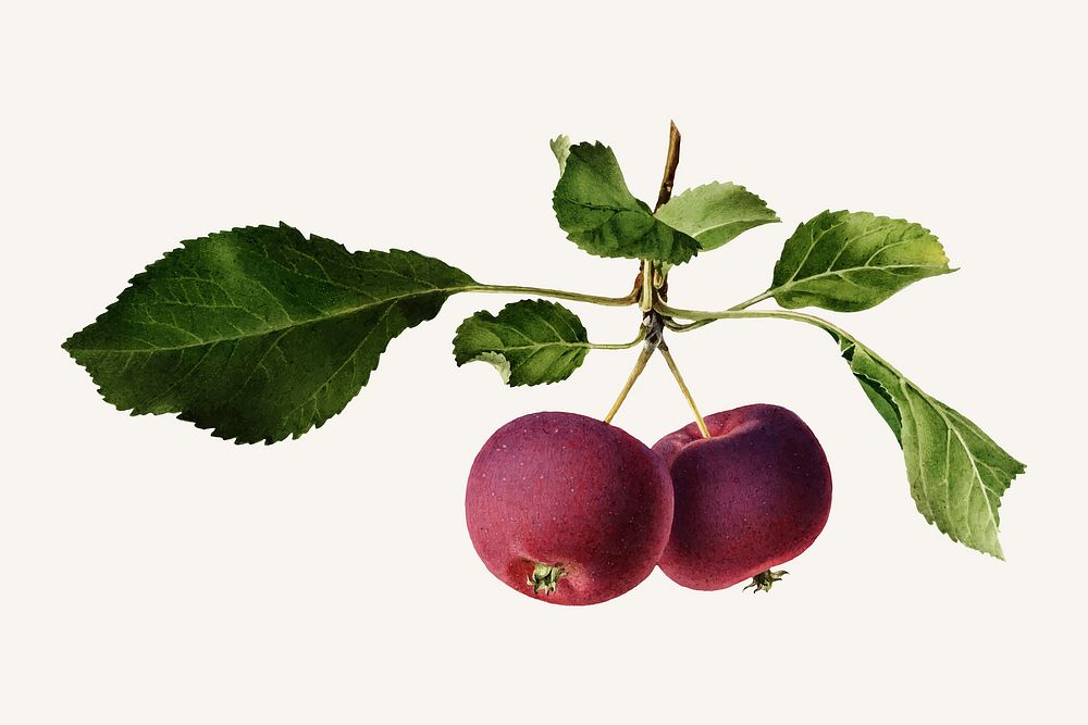 Vintage apple twig illustration vector. Digitally enhanced illustration from U.S. Department of Agriculture Pomological…