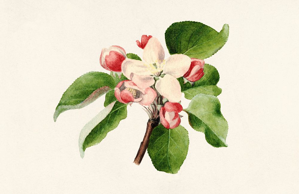 Vintage apple blossom illustration mockup. Digitally enhanced illustration from U.S. Department of Agriculture Pomological…