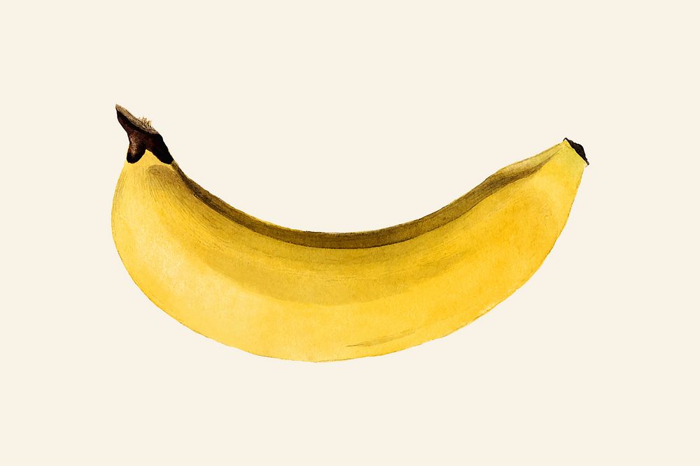 Vintage banana illustration vector. Digitally enhanced illustration from U.S. Department of Agriculture Pomological…