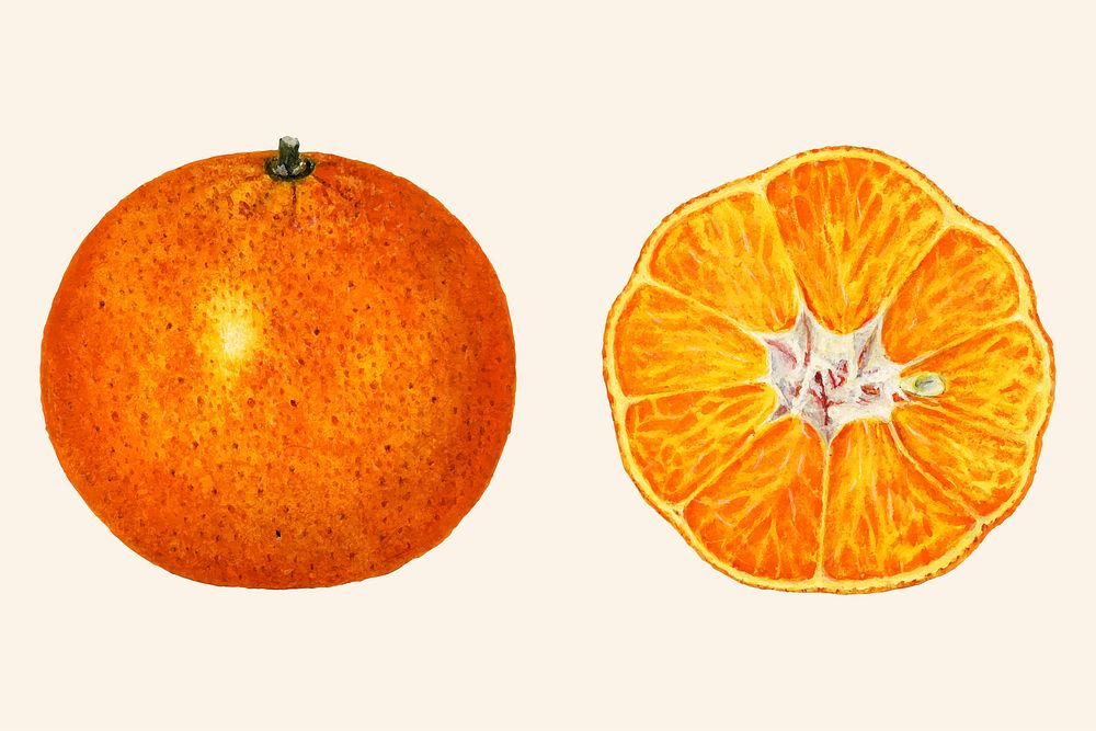 Vintage oranges illustration vector. Digitally enhanced illustration from U.S. Department of Agriculture Pomological…