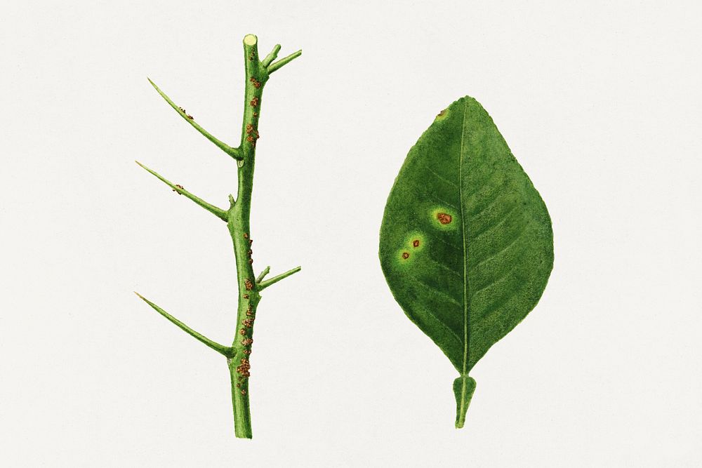 Vintage orange leaf and spines illustration mockup. Digitally enhanced illustration from U.S. Department of Agriculture…