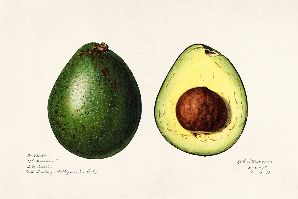 Vintage avocados illustration mockup. Digitally enhanced illustration from U.S. Department of Agriculture Pomological…