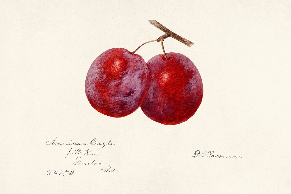 Vintage plums illustration mockup. Digitally enhanced illustration from U.S. Department of Agriculture Pomological…