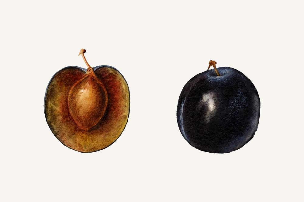 Vintage plums illustration vector. Digitally enhanced illustration from U.S. Department of Agriculture Pomological…