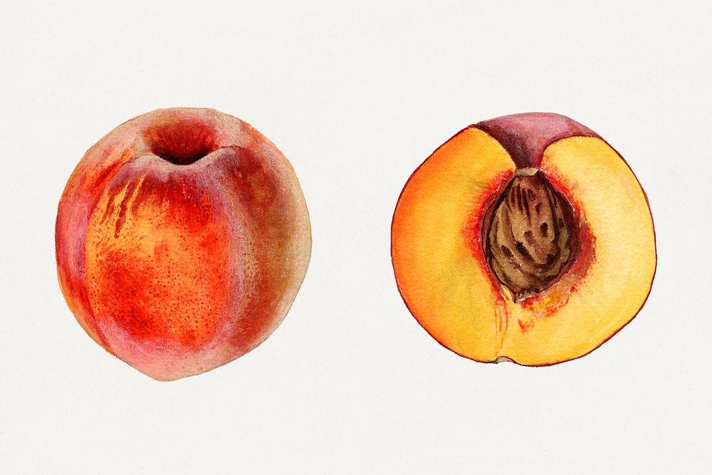 Vintage peaches illustration mockup. Digitally enhanced illustration from U.S. Department of Agriculture Pomological…