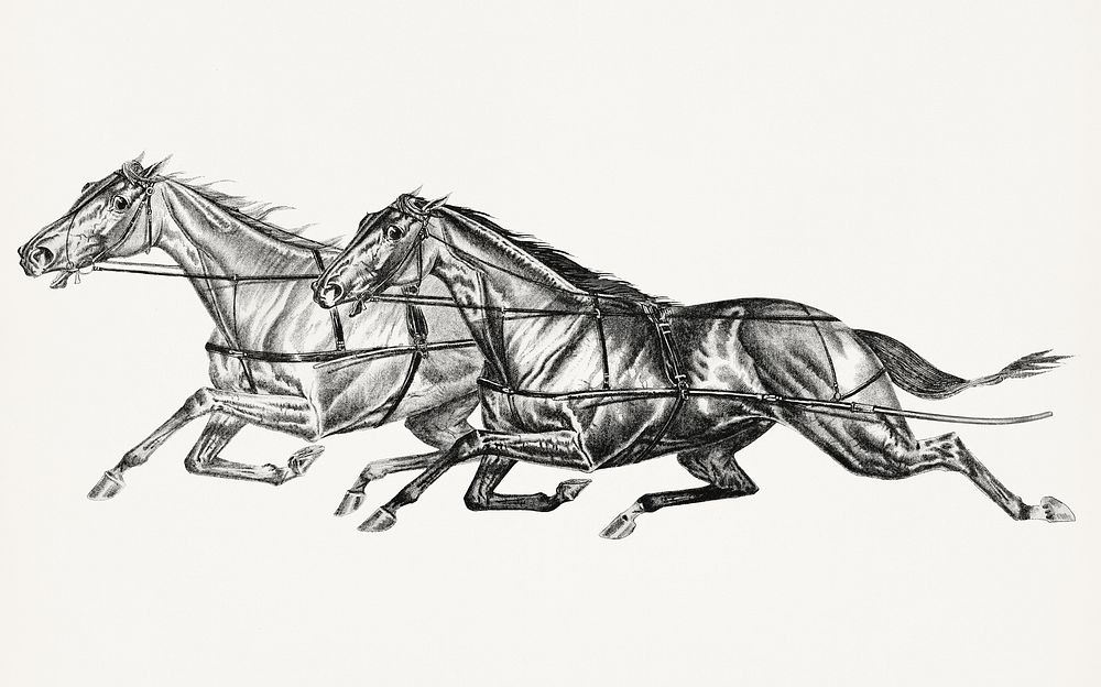Runnig horses illustration