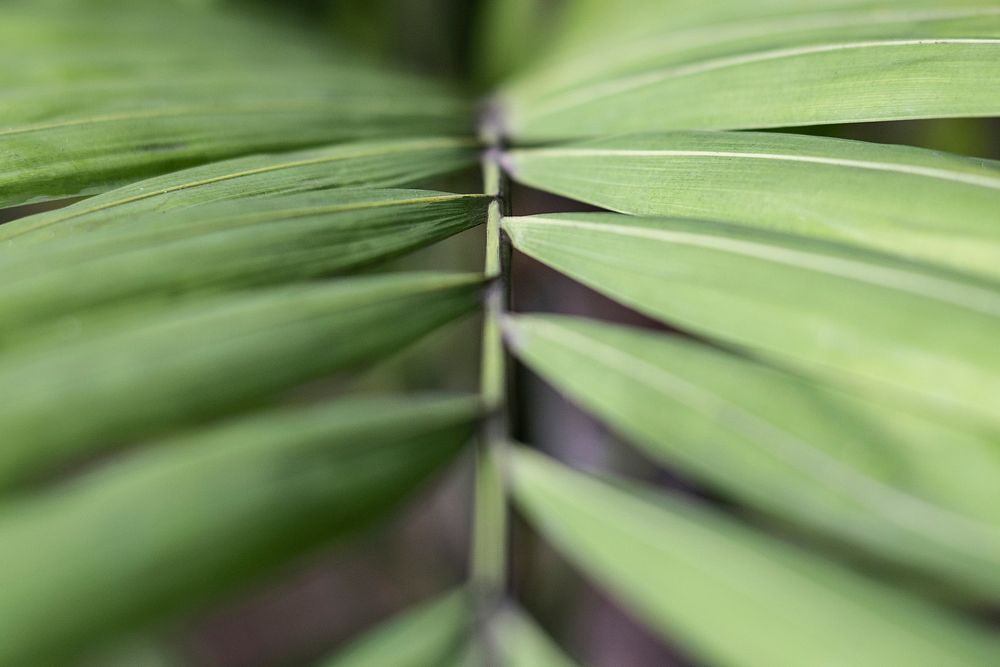 Close up of tropical green palm leaves textured background
