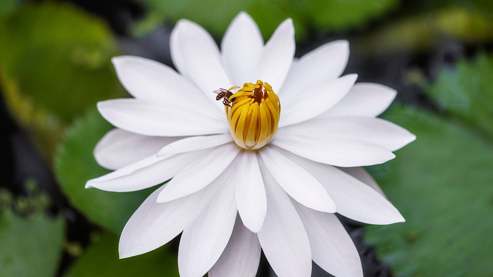 Bee pollinating white waterlily tropical night blooming flowers