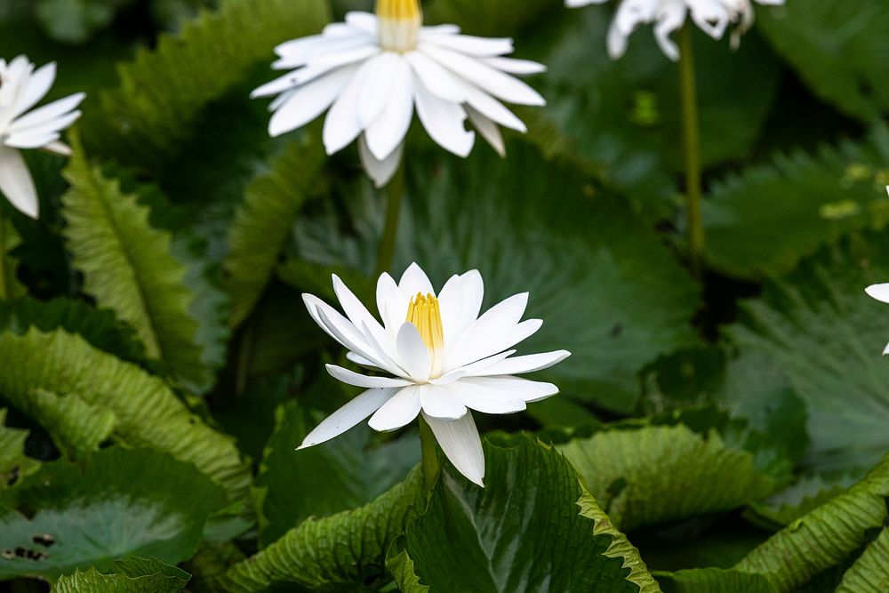 White waterlily tropical night blooming flowers
