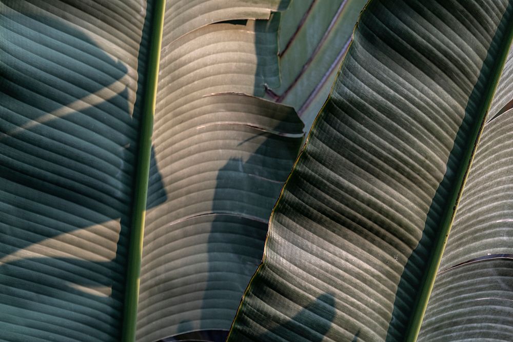 Bird of paradise or crane flower leaves in natural light