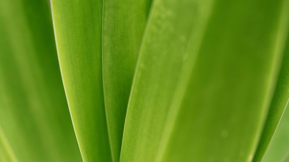 Spider lily or giant crinum lily leaves macro photography