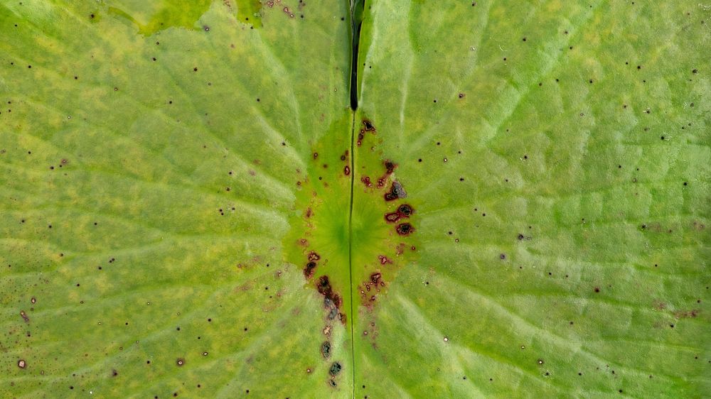 Round light green water lily leaf macro photography