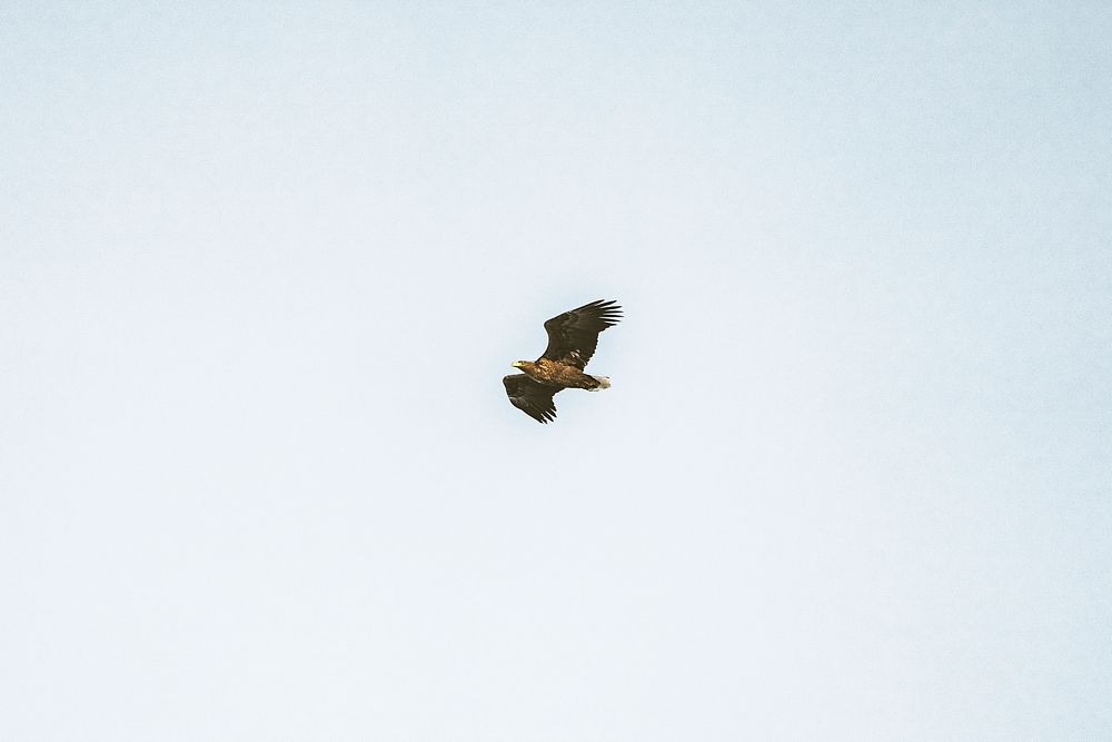 White-tailed eagle soaring in the sky over Greenland