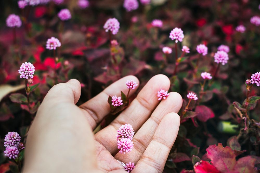 Pink flower in a  hand