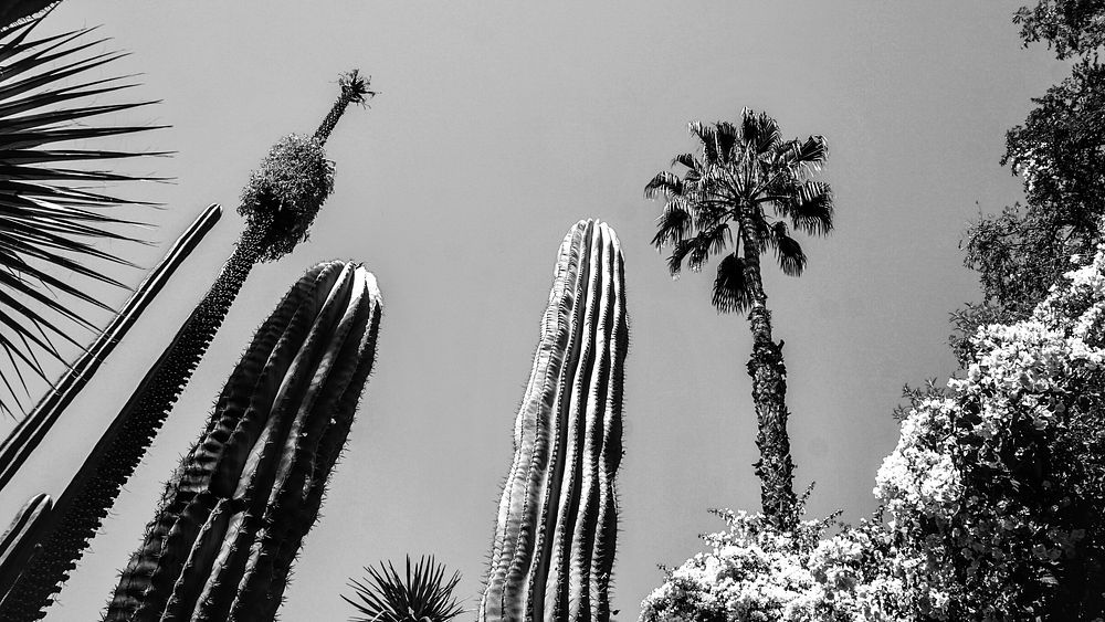 Cacti and tropical trees in a garden at Morocco