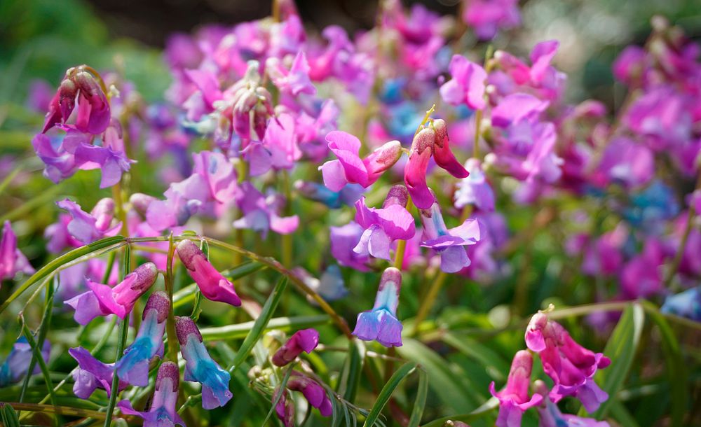 Blooming colorful vicia villosa in the wild