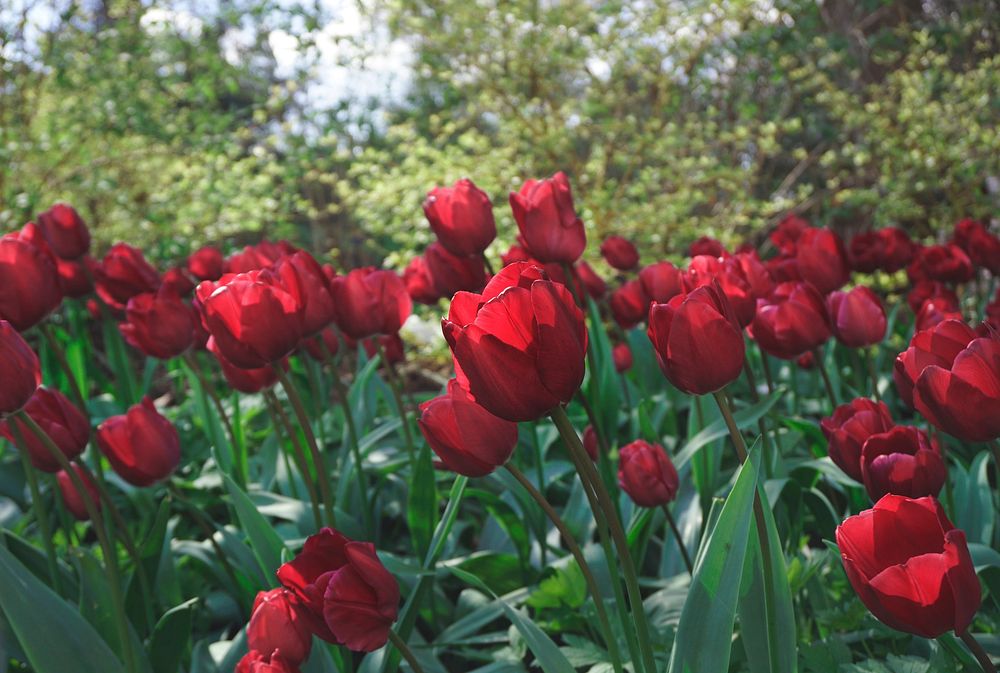 Blooming red tulips in the field