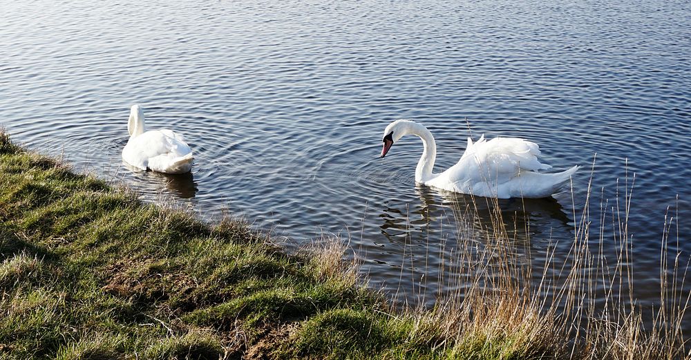 Mute Swan in a lake in England