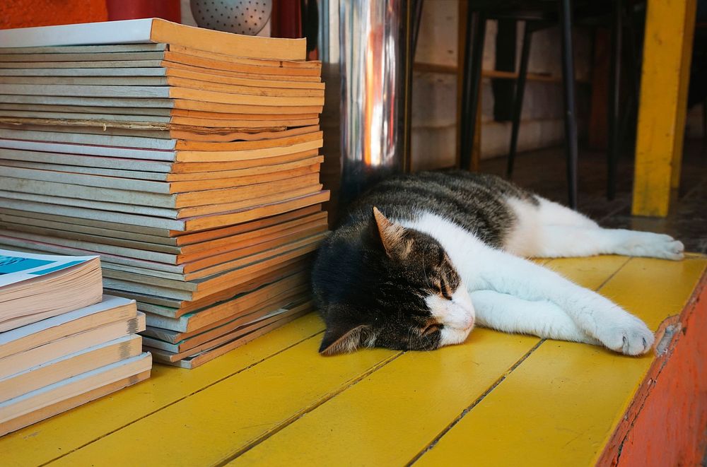 Lazy cat laying by the books