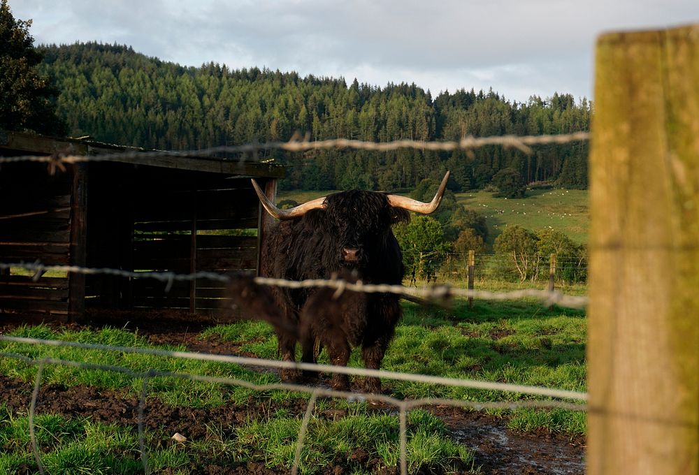 Highland cattle in a farm at Highlands, Scotland