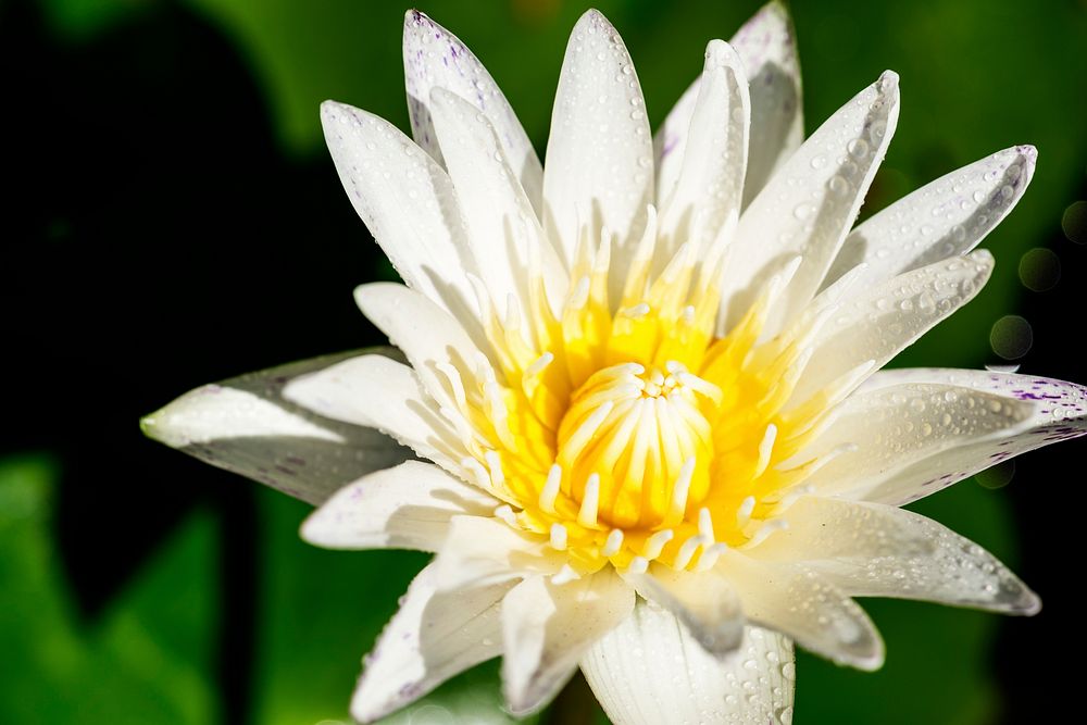 Close up of flower in the garden