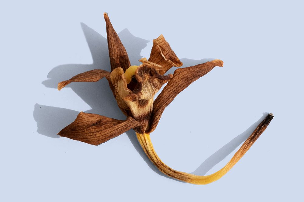 Dried boat orchid flower on a blue background