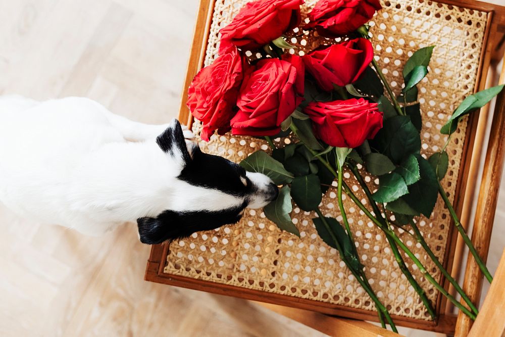 Dog smelling the red roses on a wooden chair